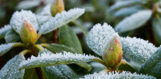 Usuwanie zimowych okryć z roślinności ogrodowej